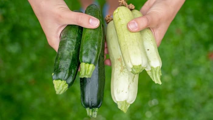  difference between zucchini and squash