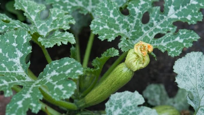 What Is Mexican Squash 3 Favorite and Amazing Varieties Just Mexican 