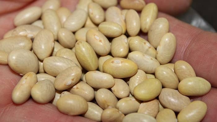  Do Peruano beans have protein?