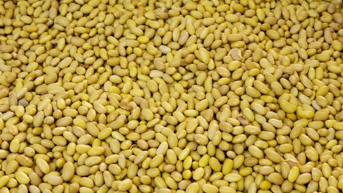 Peruano Bean Health Benefits