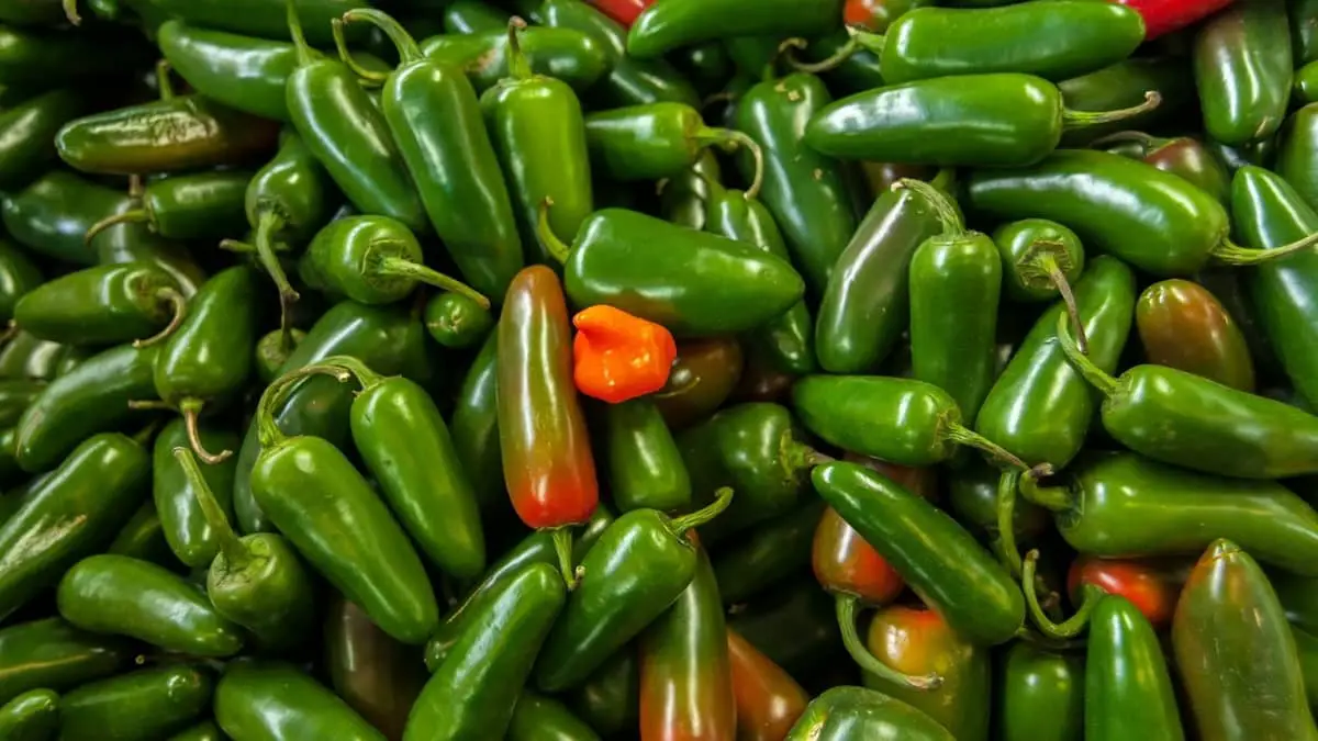 What To Do With Lots Of Fresh Jalapenos